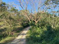 Howler Monkey Road